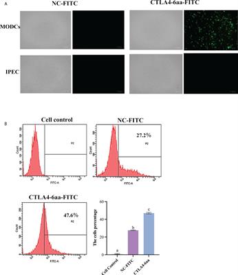 Delivery of antigen to porcine dendritic cells by fusing antigen with porcine dendritic cells targeting peptide